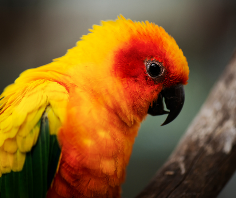 Why Do Parrots Pull Out Their Feathers Vital Pet Club